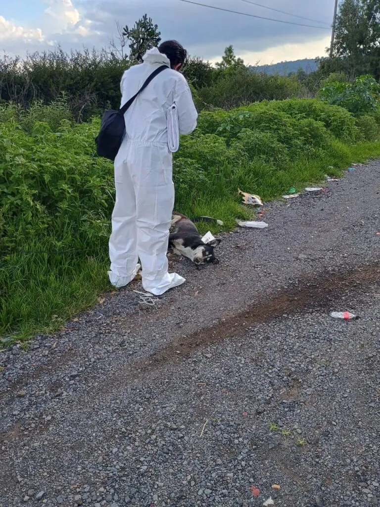 FGE realiza actuaciones por hechos relacionados con maltrato animal en carretera Quiroga-Morelia-1