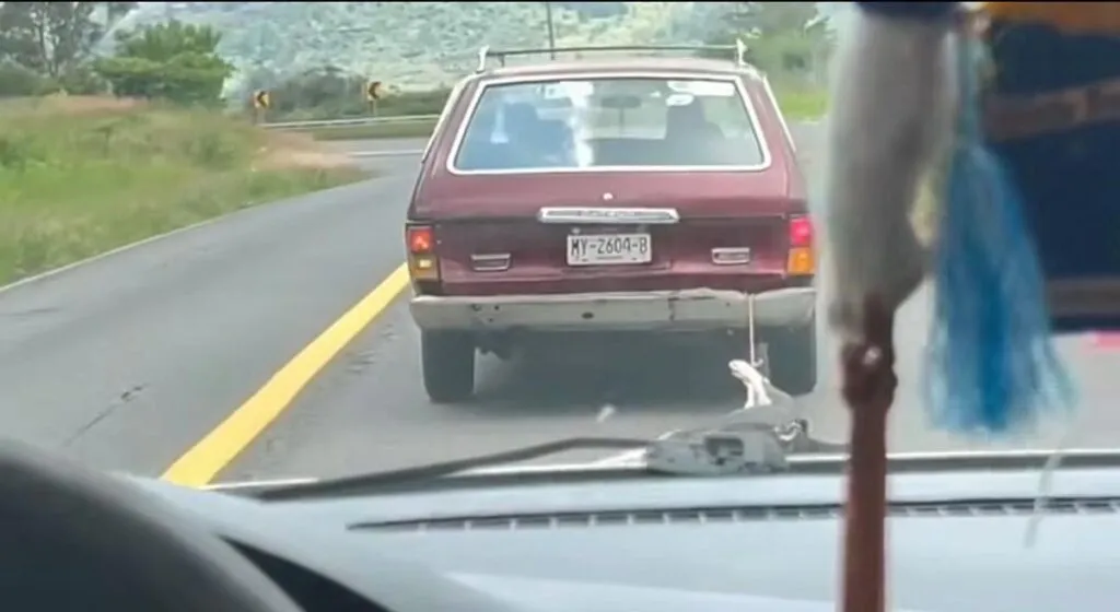 FGE realiza actuaciones por hechos relacionados con maltrato animal en carretera Quiroga-Morelia