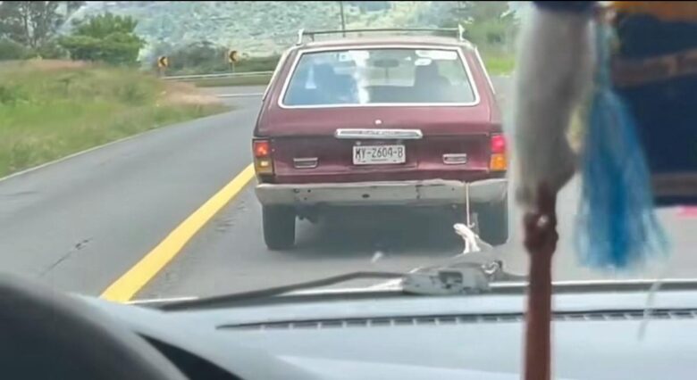 FGE realiza actuaciones por hechos relacionados con maltrato animal en carretera Quiroga-Morelia