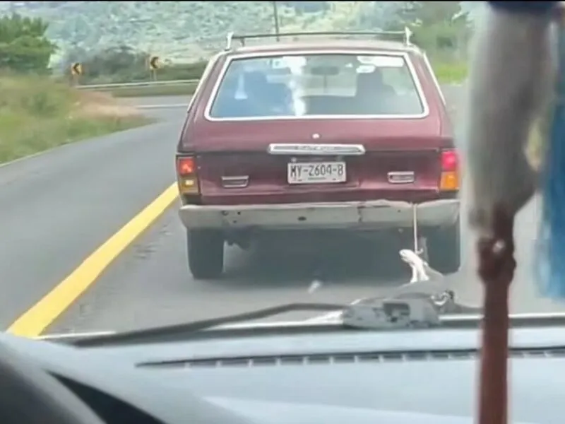 FGE realiza actuaciones por hechos relacionados con maltrato animal en carretera Quiroga-Morelia