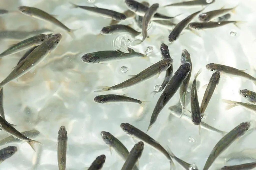 Gobierno de Michoacán siembra 15 mil crías de pescado blanco en el lago de Pátzcuaro