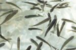 Gobierno de Michoacán siembra 15 mil crías de pescado blanco en el lago de Pátzcuaro