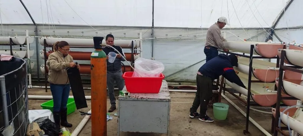 Gobierno de Michoacán siembra 15 mil crías de pescado blanco en el lago de Pátzcuaro-2
