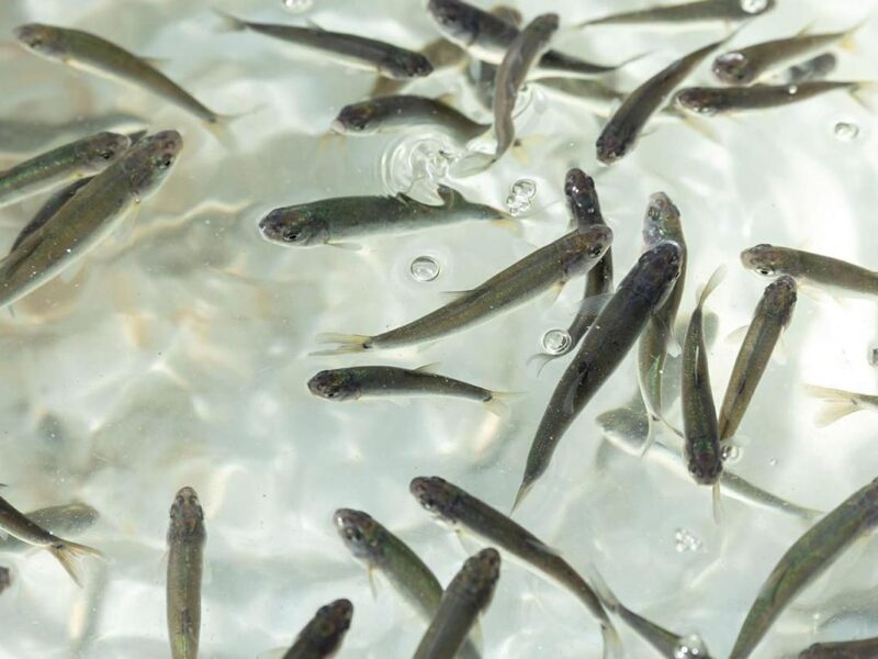 Gobierno de Michoacán siembra 15 mil crías de pescado blanco en el lago de Pátzcuaro