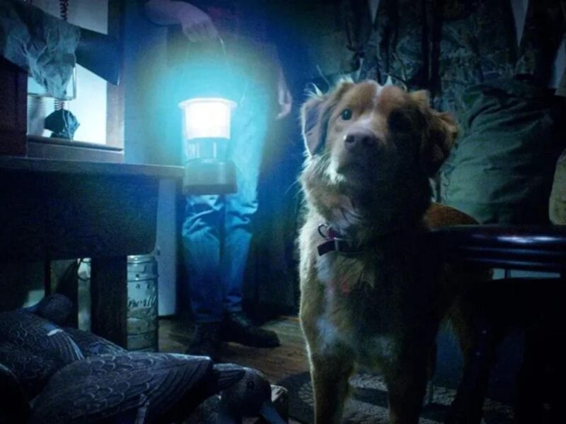 Imagen de película de terror protagonizada por un perro