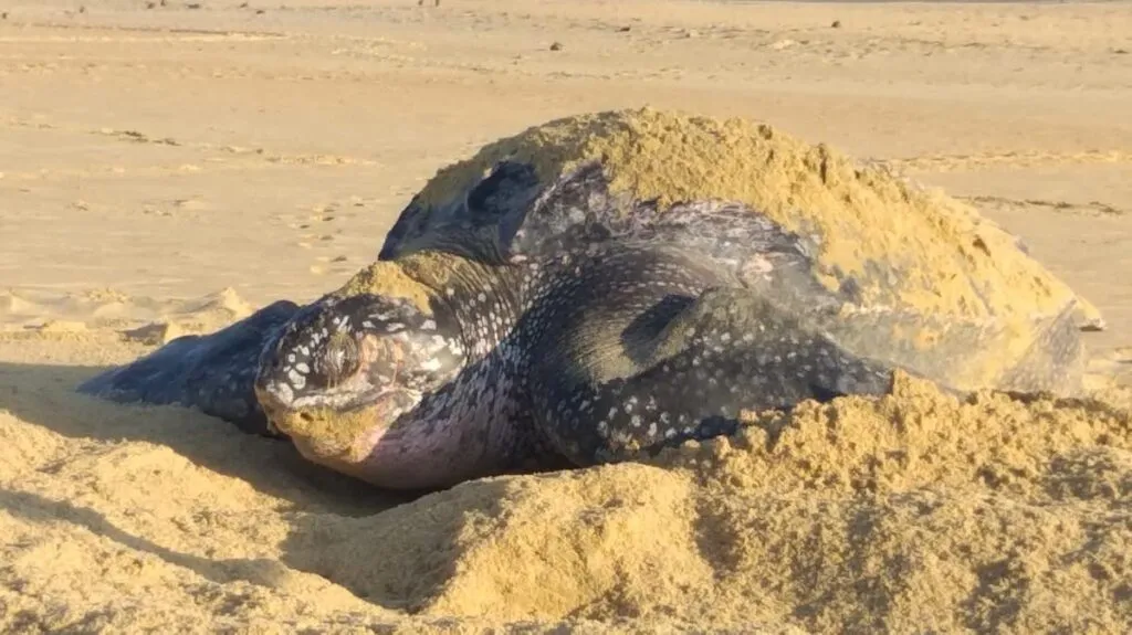 inician arribazones masivas de tortugas marinas en Michoacán