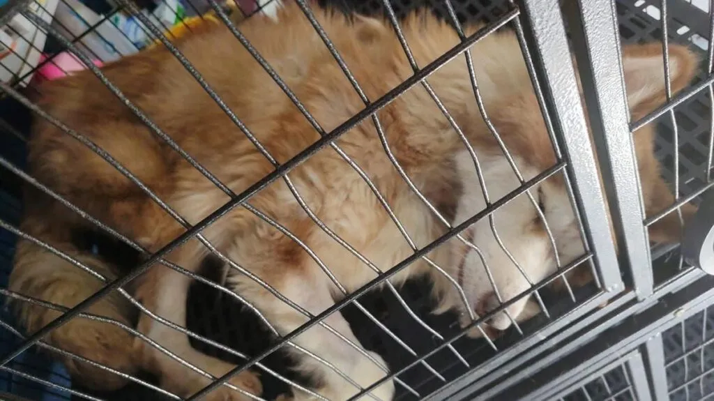 Investiga FGE tres casos de maltrato animal ocurridos en Morelia