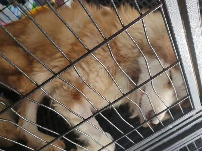 Investiga FGE tres casos de maltrato animal ocurridos en Morelia