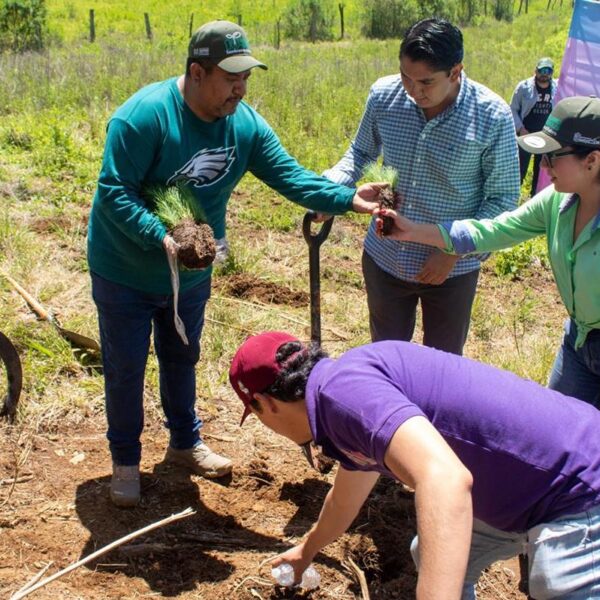 Jóvenes plantan más de 50 mil árboles en reforestación simultánea en 16 municipios