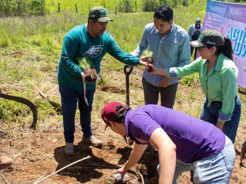 Jóvenes plantan árboles en 16 municipios