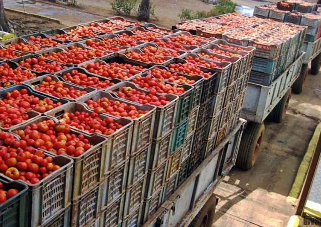 México fija precios mínimos a exportación de jitomates a EU tras arancel por antidumping-1