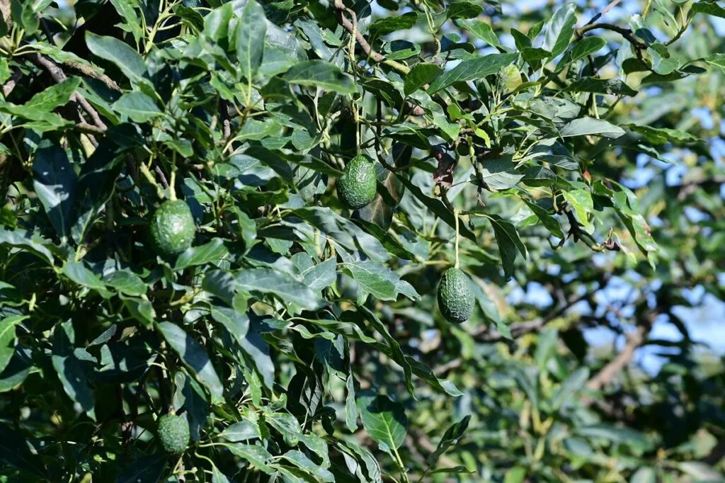 Michoacán, líder en formalización laboral en agroexportación