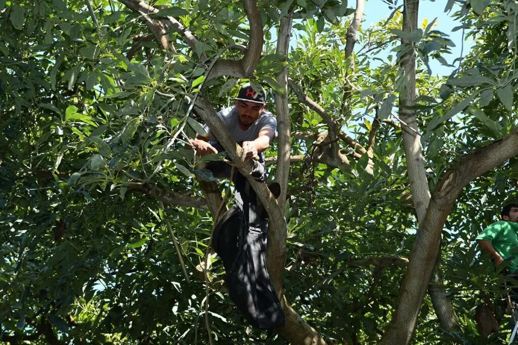 Michoacán, líder en formalización laboral en la agroexportación de aguacate