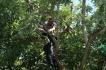Michoacán, líder en formalización laboral en la agroexportación de aguacate