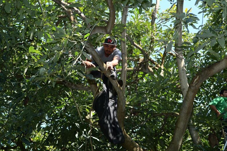 Michoacán, líder en formalización laboral en la agroexportación de aguacate