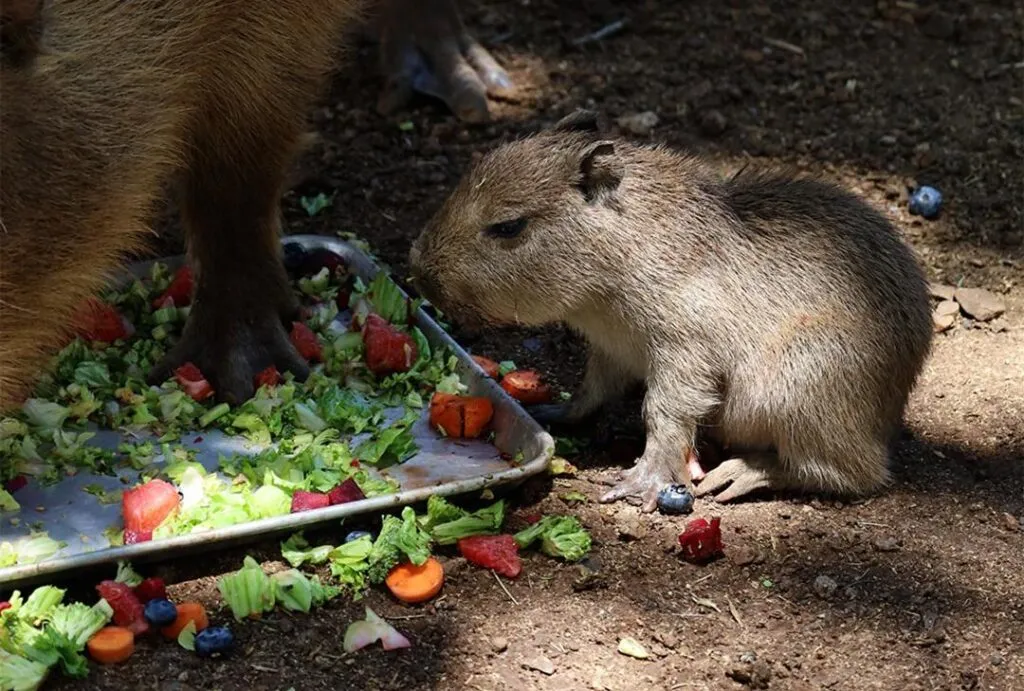 Nace capibara en Bioparque Estrella y conquista el corazón de los mexicanos