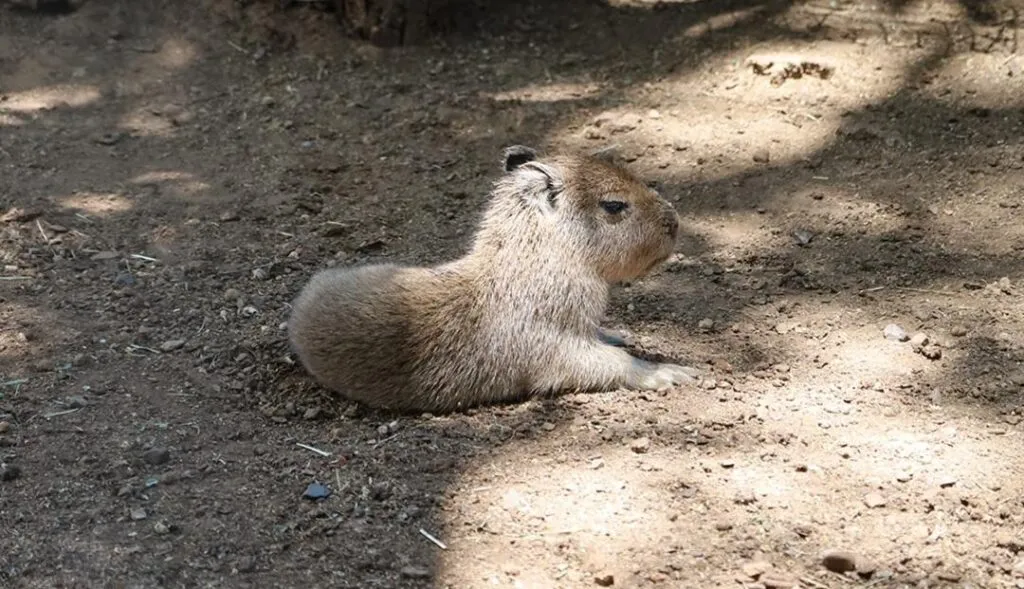 Nace capibara en Bioparque Estrella y conquista el corazón de los mexicanos-3