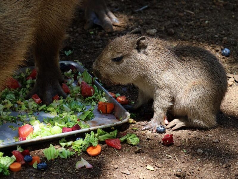 Nace capibara en Bioparque Estrella y conquista el corazón de los mexicanos