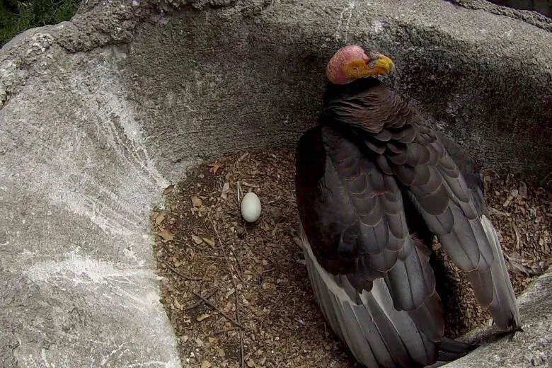 nace cóndor de California un ave legendaria que estuvo a punto de desaparecer