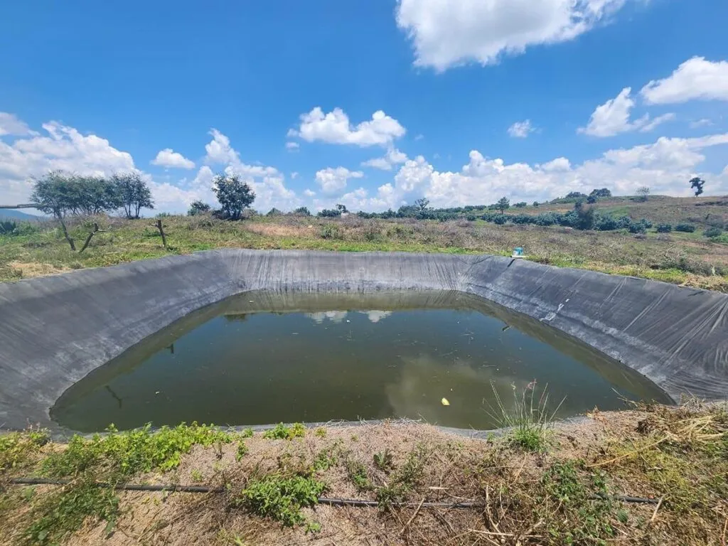 Por delitos contra el ambiente, dos predios son asegurados con plantaciones de aguacate en Zacapu
