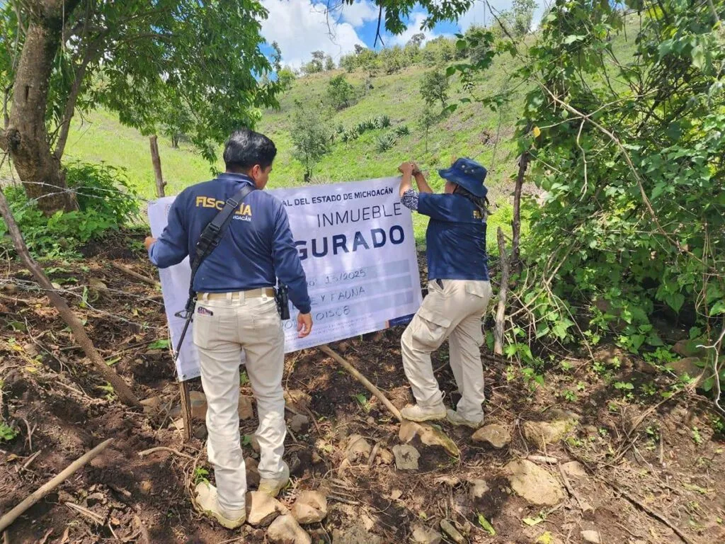 Por delitos contra el ambiente, FGE asegura dos predios con plantaciones de aguacate en Zacapu