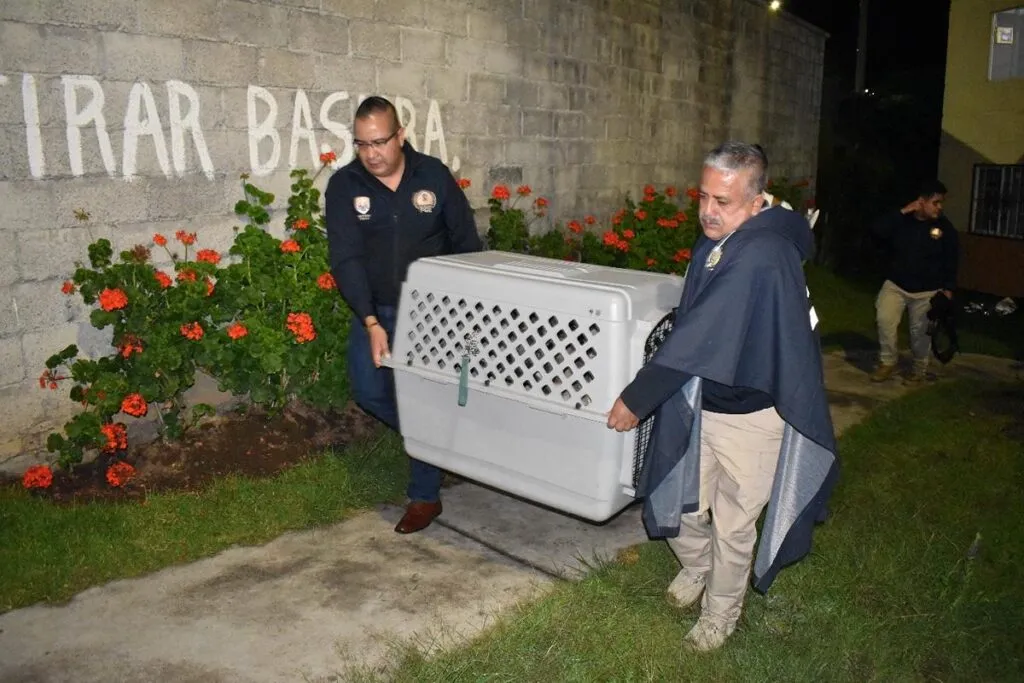 rescatan tres perritos en condiciones de maltrato animal en Morelia