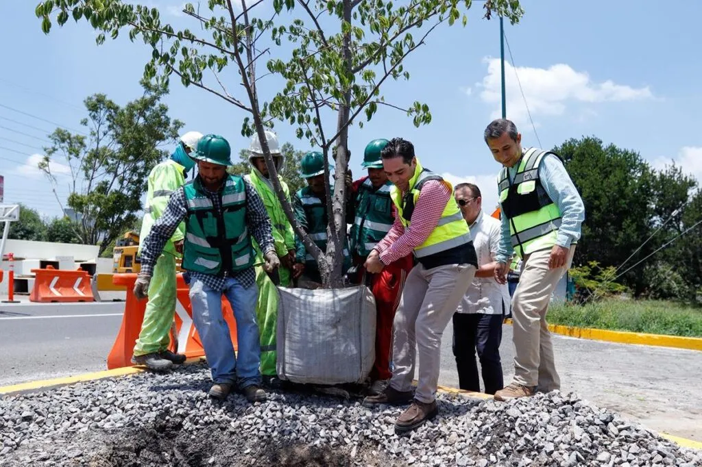 SCOP reubica más de 100 árboles por obra de distribuidor salida a Pátzcuaro-1