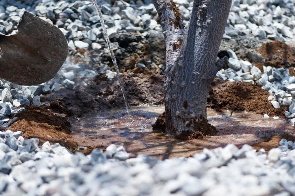 SCOP reubica más de 100 árboles por obra de distribuidor salida a Pátzcuaro-3