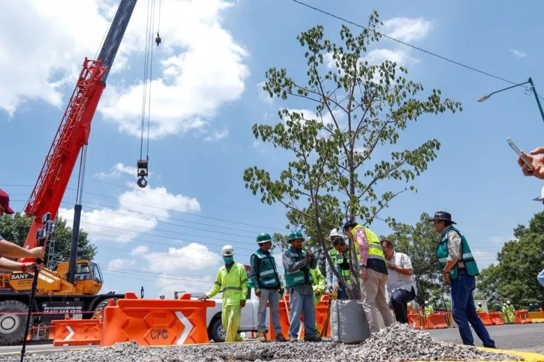 SCOP reubica más de 100 árboles por obra de distribuidor salida a Pátzcuaro