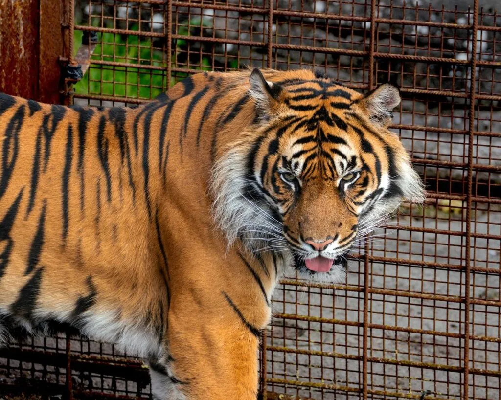 Tigre de Bengala en el Zoológico de Aalborg