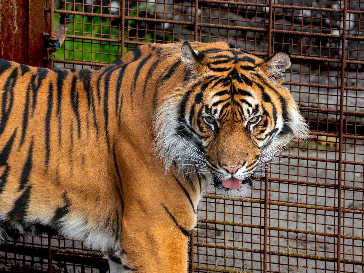 Tigre de Bengala en el Zoológico de Aalborg