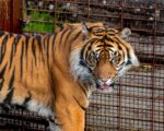 Zoológico de Aalborg solicita mascotas para alimentar depredadores