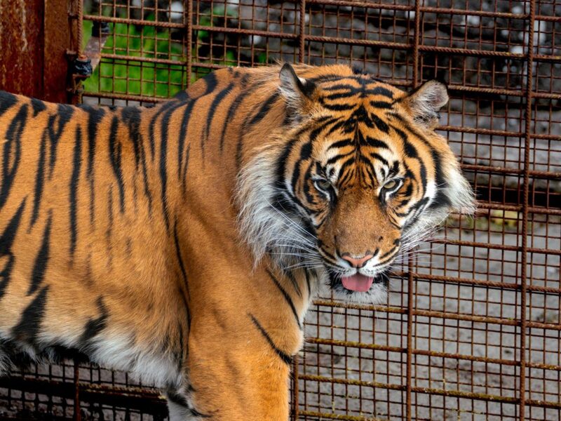 Tigre de Bengala en el Zoológico de Aalborg