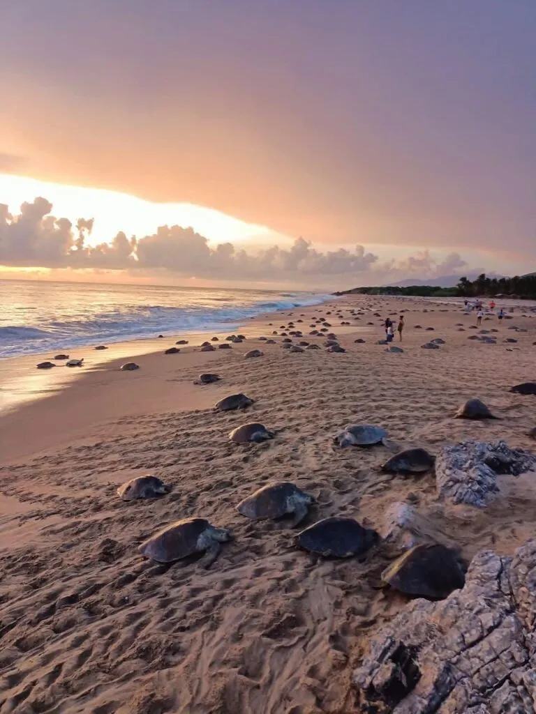 tortugas marinas arriban a Michoacán