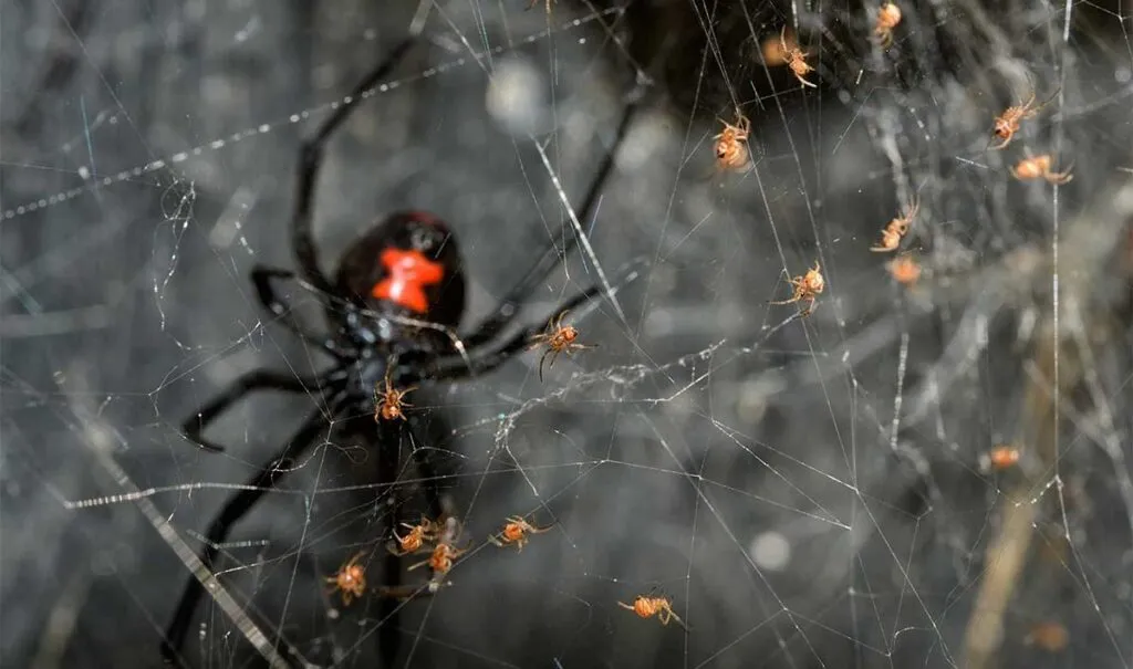 UNAM advierte que la picadura de este insecto causa más muertes que la de serpiente