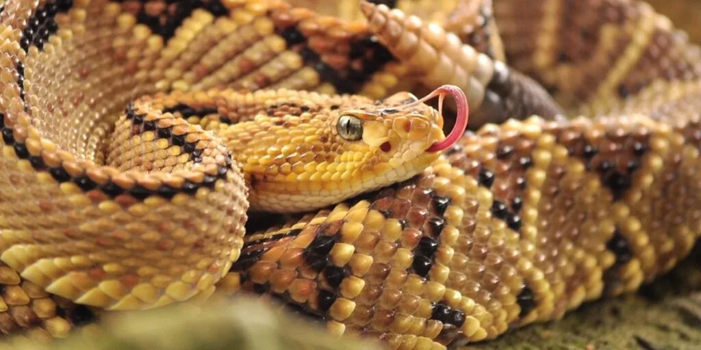 UNAM advierte que la picadura de este insecto causa más muertes que la de serpiente-2