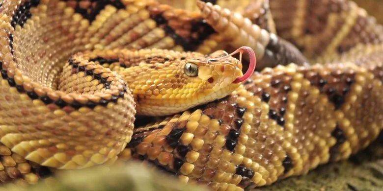 UNAM advierte que la picadura de este insecto causa más muertes que la de serpiente-2