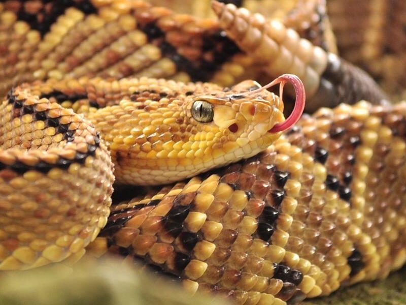 UNAM advierte que la picadura de este insecto causa más muertes que la de serpiente-2