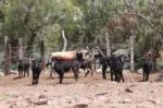 Primer caso de miasis humana por gusano barrenador en Yucatán