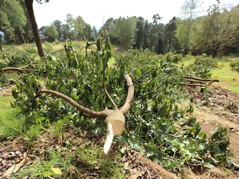 La Procuraduría Federal y la CONAFOR, a instancias del Congreso, investigan la legalidad de operativos en huertas de aguacate en Michoacán y posible daño a productores
