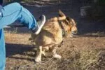 Acumula FGE 45 denuncias por maltrato animal en Morelia