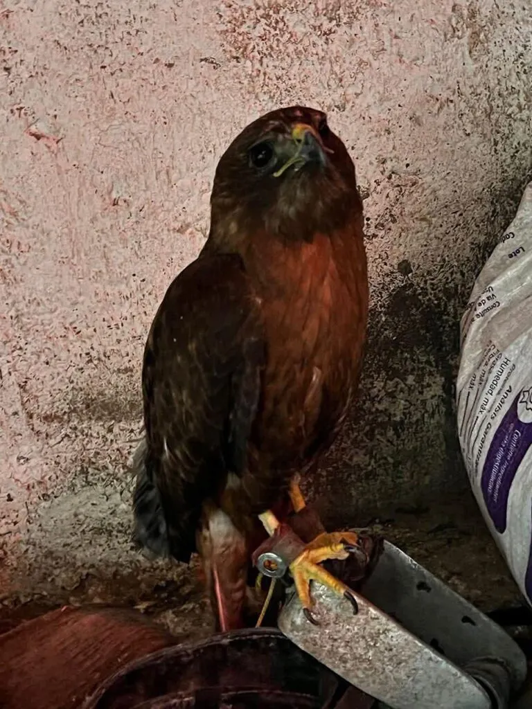 Aseguran en Queréndaro 10 vehículos y animales exóticos-2