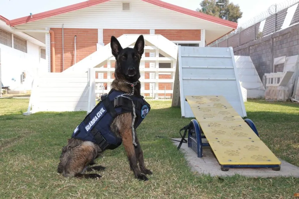 Binomios caninos de la Guardia Civil, aliados en el combate a la delincuencia: SSP