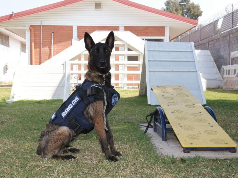 Binomios caninos de la Guardia Civil, aliados en el combate a la delincuencia: SSP
