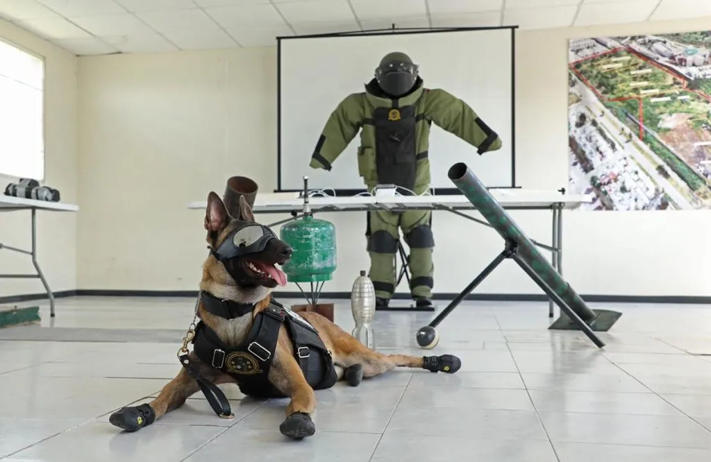 caninos aliados en el combate a la delincuencia: SSP