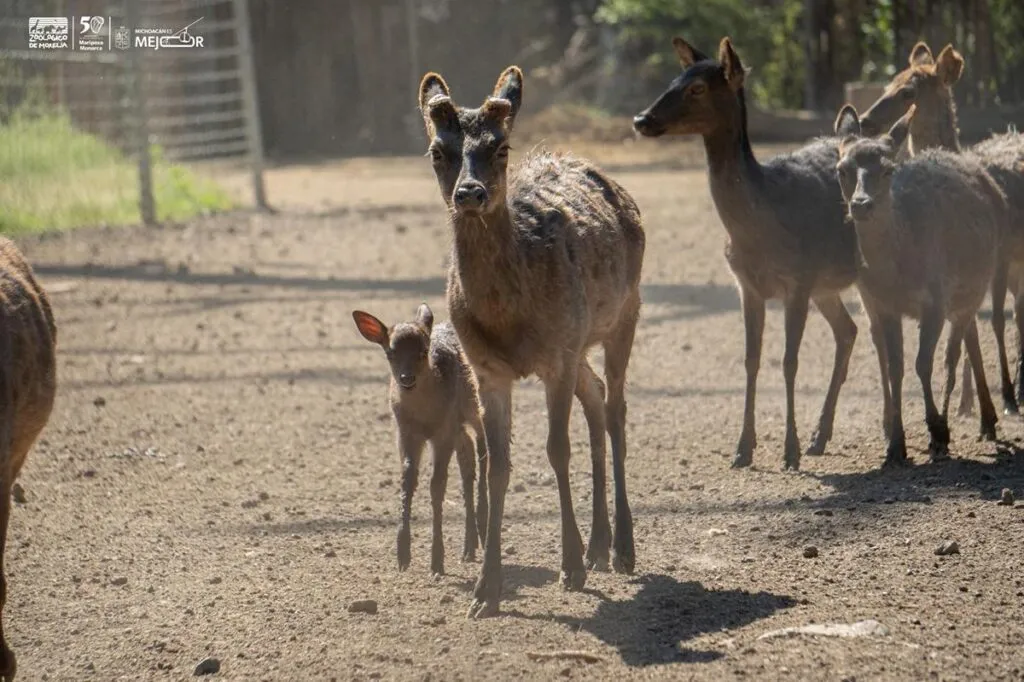 ¡Conoce a los bebés del zoológico de Morelia!
