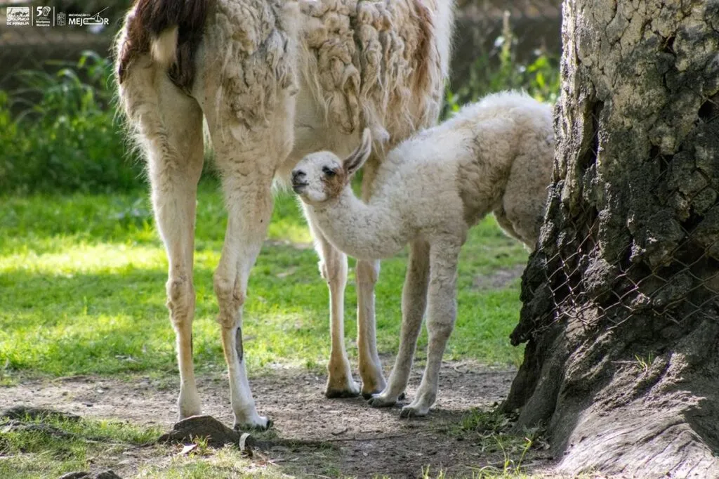 ¡Conoce a los bebés del zoológico de Morelia! Van 61 nacimientos en 2025