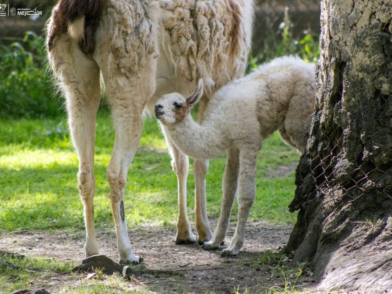 ¡Conoce a los bebés del zoológico de Morelia! Van 61 nacimientos en 2025