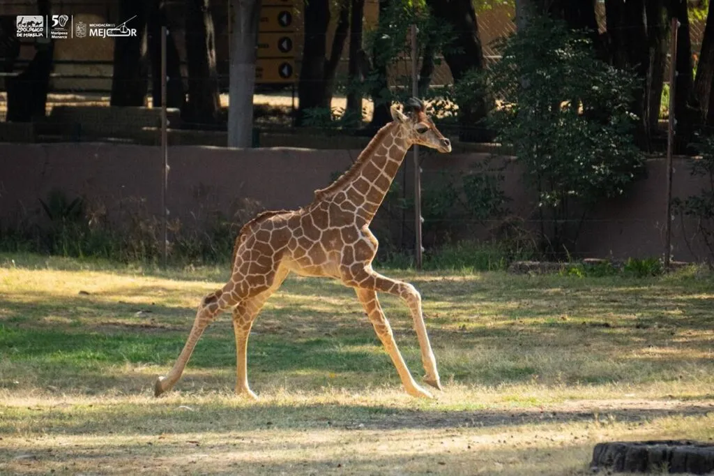 conoce los 61 bebés que se encuentran en el zoológico de Morelia