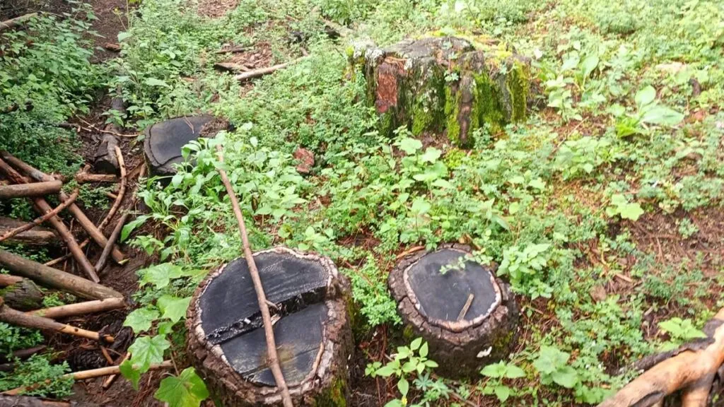 Cumplimenta FGE cateo en predio relacionado con tala ilegal en Zinapécuaro-1